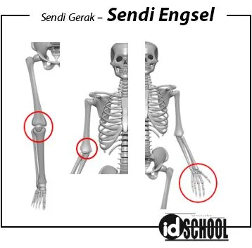 Sendi Engsel