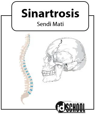 Macam-Macam Sendi Mati (Sinartrosis)