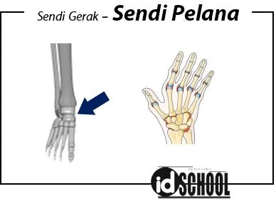 Sendi Pelana
