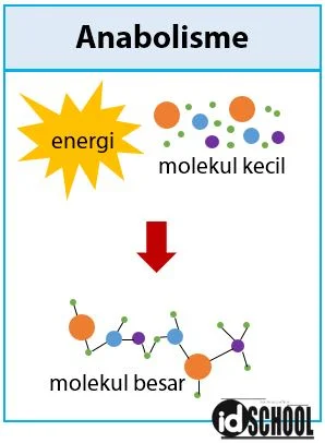 Apa Itu Metabolisme yang Termasuk Anabolisme