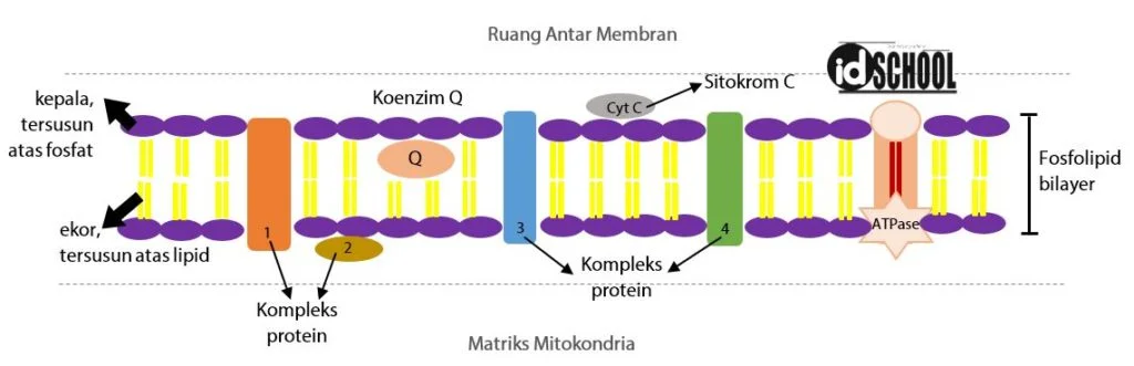 Bagan Membran Dalam Mitokondria