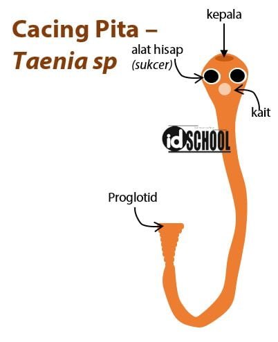 Bentuk Tubuh Taenia sp