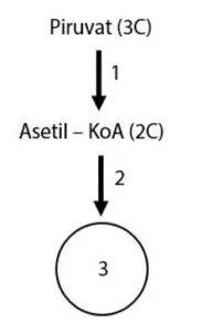 Contoh Soal Respirasi Aerob