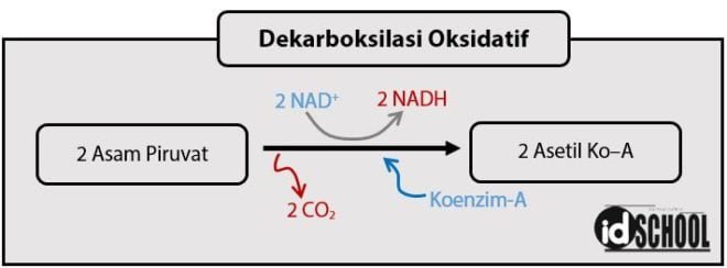 4 Tahapan Respirasi Aerob – Idschool.net