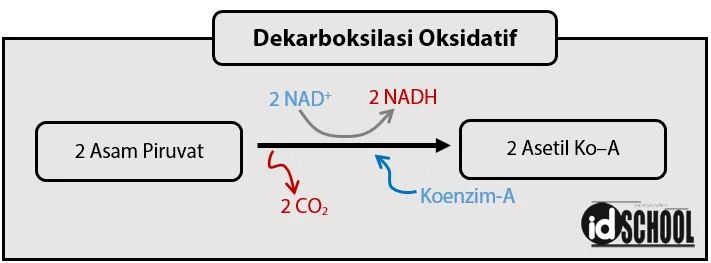 Dekarboksilasi Oksidatif