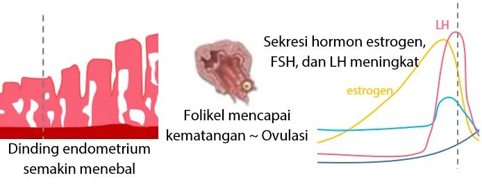 Fase Ovulasi