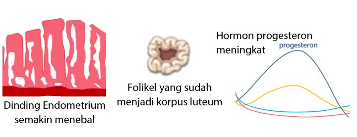 Fase Pasca Ovulasi (Luteal)
