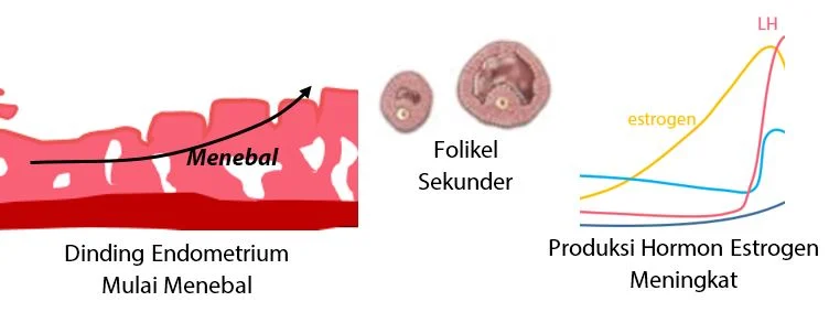 Fase Pra Ovulasi (Folikuler)