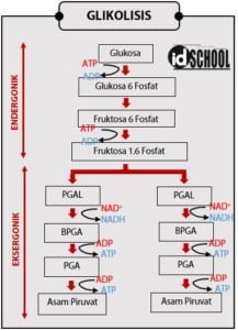 4 Tahapan Respirasi Aerob | Idschool