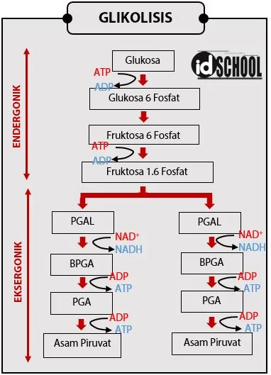 Glikolisis