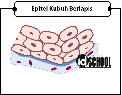 Jaringan Epitel Kubus Berlapis