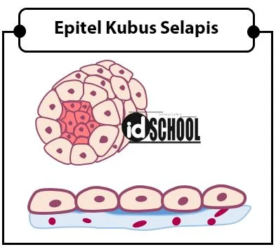 Jaringan Epitel Kubus Selapis