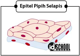 Jaringan Epitel Pipih Selapis