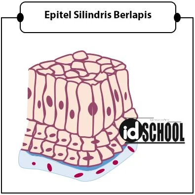 Jaringan Epitel Silindris Berlapis
