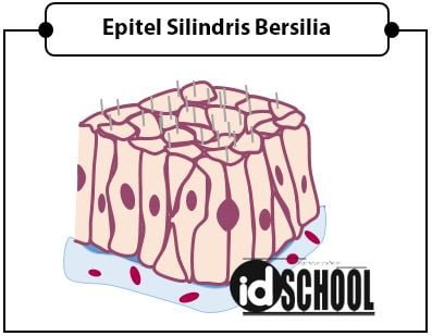 Jaringan Epitel Silindris Bersilia