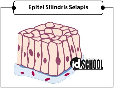 Jaringan Epitel Silindris Selapis