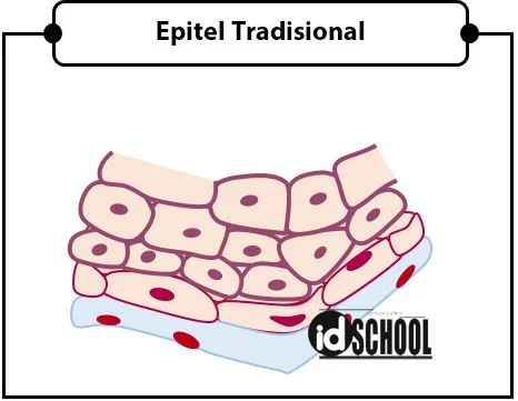 Jaringan Epitel Tradisional