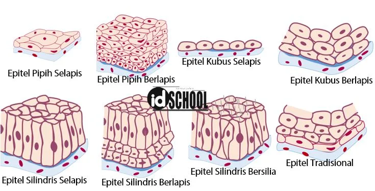 8 Jenis Jaringan Epitel pada Manusia dan Hewan