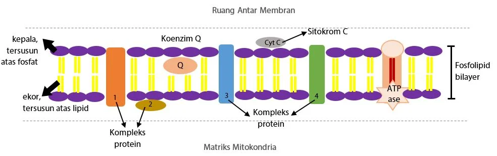 Membran Dalam Mitokondria (Krista)