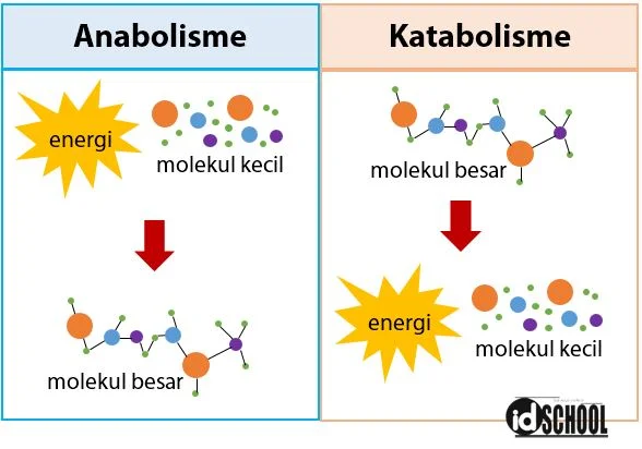 Apa Itu Metabolisme