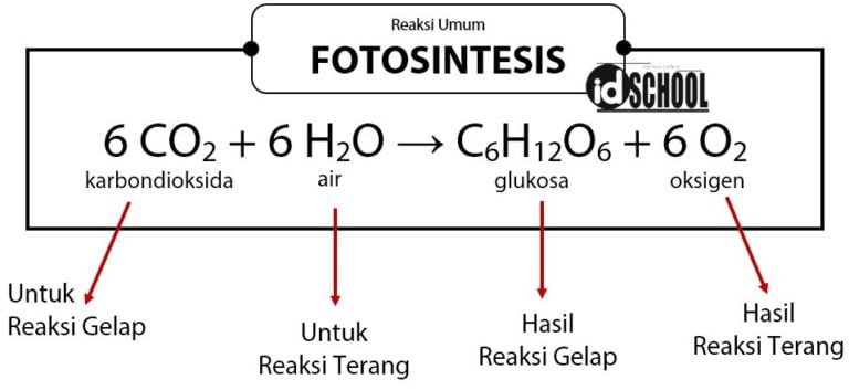 Perbedaan Reaksi Terang dan Gelap idschool