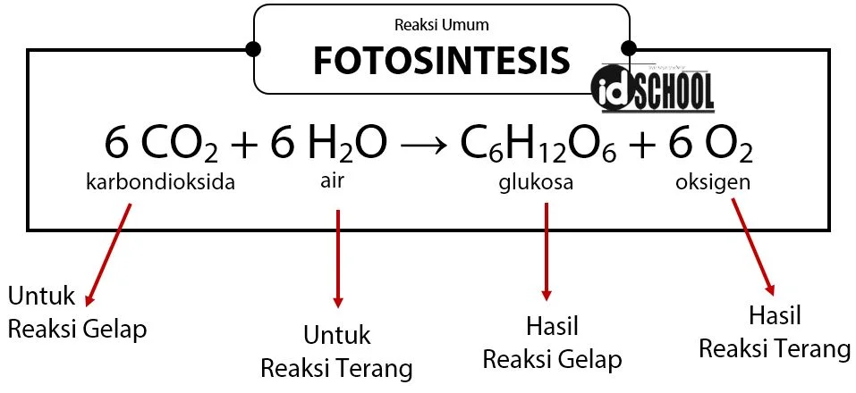Reaksi Umum Fotosintesis