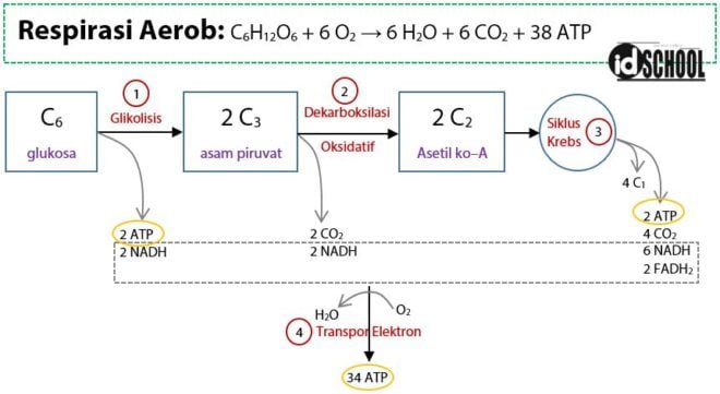 Respirasi Aerob Dan Anaerob – Idschool.net