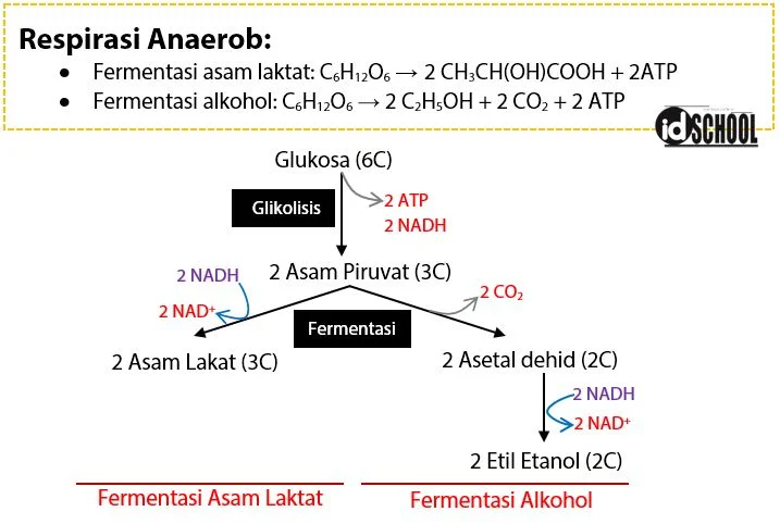 Bagan Respirasi Anaerob