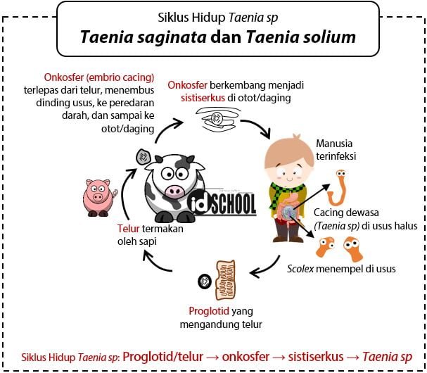 Siklus Hidup Taenia sp (Taenia saginata dan Taenia solium)