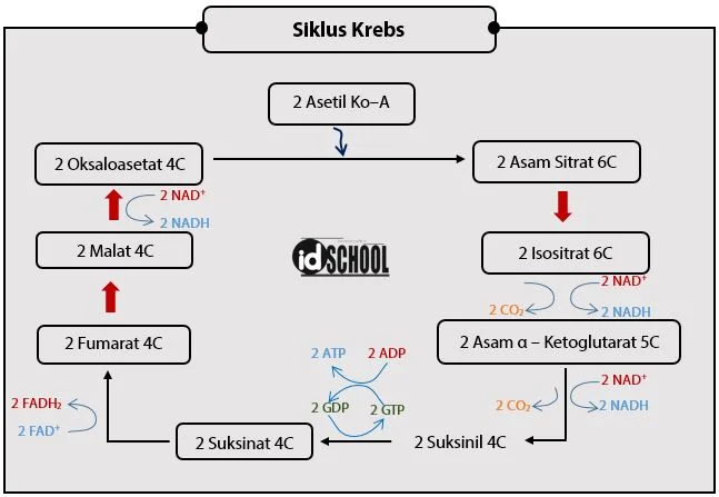 Siklus Krebs