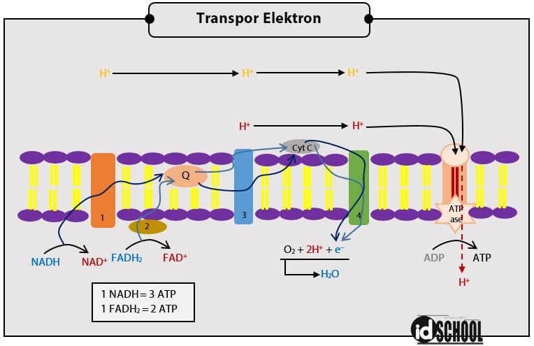Sistem Transpor Elektron