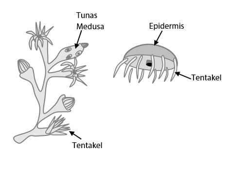Medusa muda pada daur hidup hewan seperti gambar disamping terbentuk dari