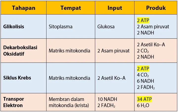 Tabel Hasil 4 Tahapan Respirasi Aerob
