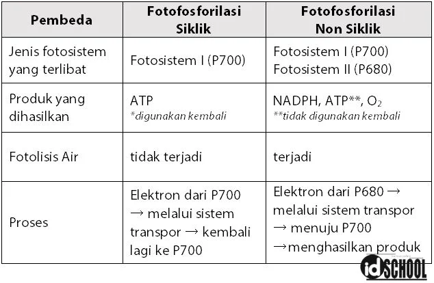 Tabel Perbedaan Fotofosforilasi Siklik dan Fotofosforilasi Non Siklik