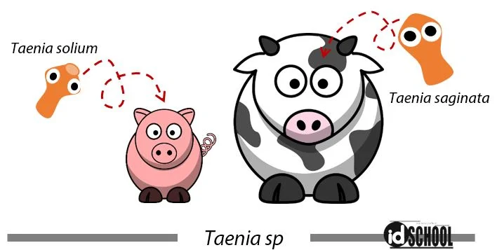 Taenia saginata dan Taenia solium