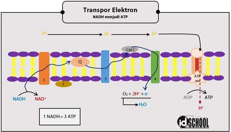 Tahapan Merubah NADH menjadi ATP pada Transpor Elektron