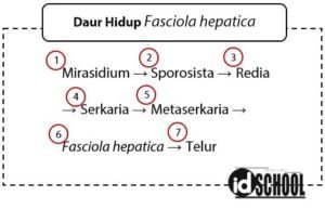 Daur Hidup Fasciola hepatica (Cacing Hati) | idschool