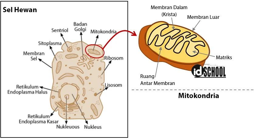 Tempat Proses Transpor Elektron