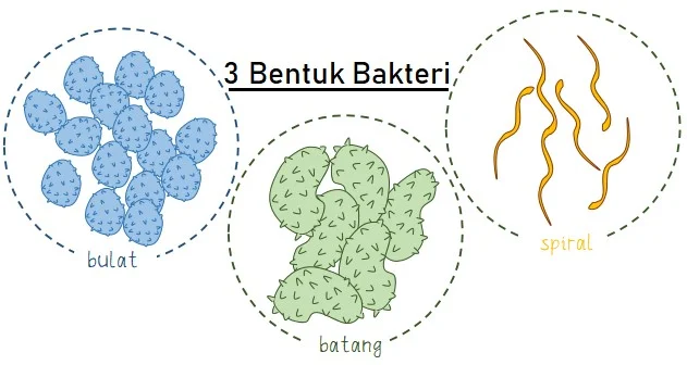 3 Bentuk Bakteri