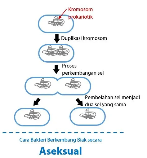 Cara Bakteri Berkembang Biak Secara Aseksual