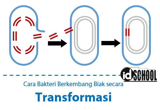 Cara Bakteri Berkembang Biak Secara Transformasi