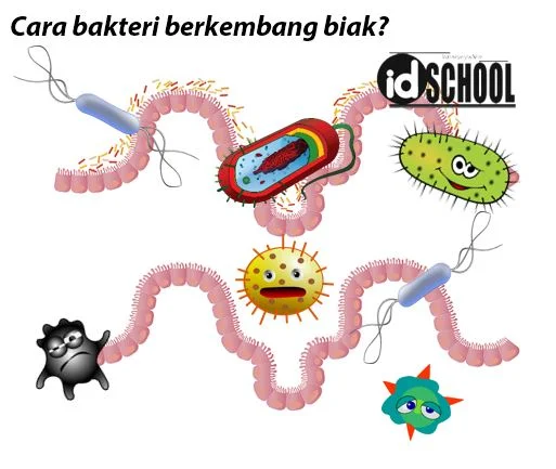 Cara Bakteri Berkembang Biak