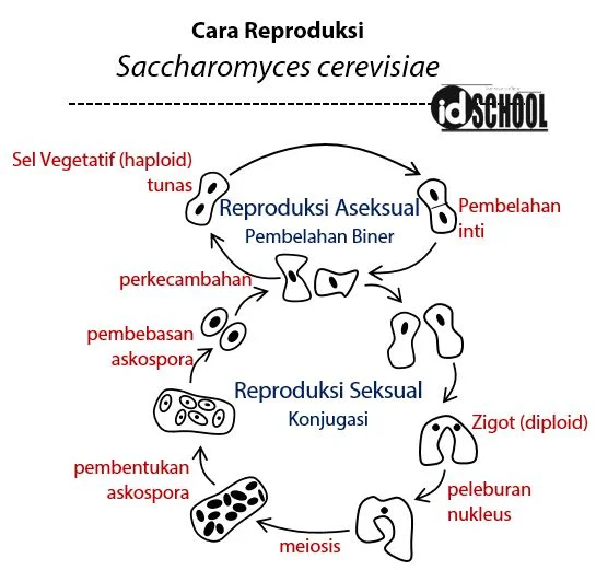 Cara Reproduksi Saccharomyces cerevisiae