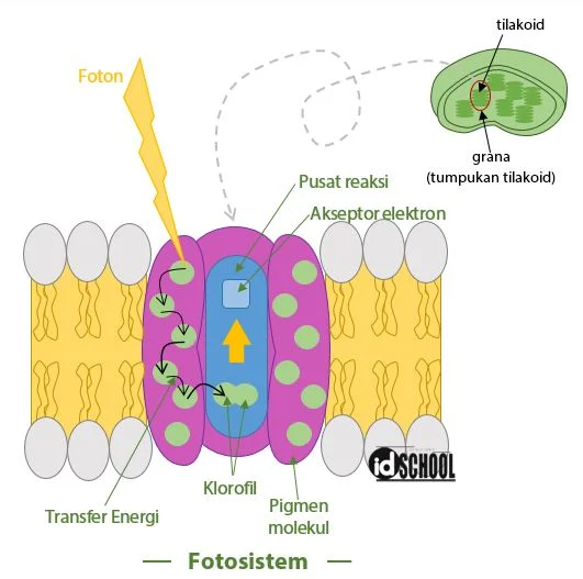 Fotosistem pada Membran Tilakoid