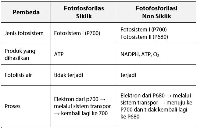 Perbedaan Fotofosforilasi Non Siklik dan Siklik