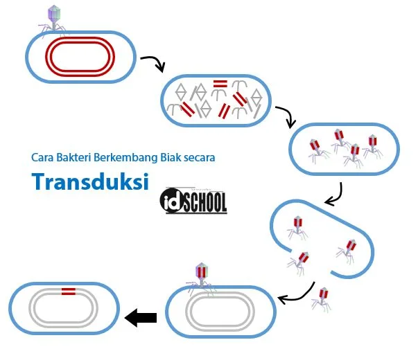 Cara Bakteri Berkembang Biak dengan Transduksi