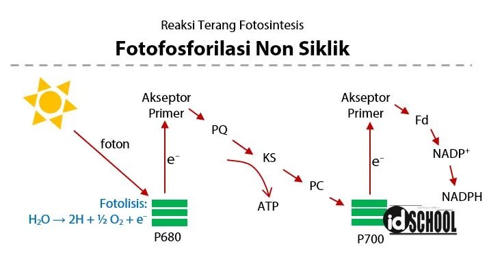 Proses Fotofosforilasi Non Siklik