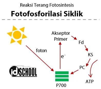 Proses Fotofosforilasi Siklik