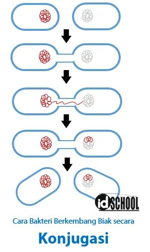 Reproduksi Bakteri dengan Konjugasi