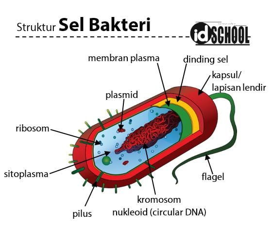 10 Komponen Struktur Sel Bakteri dan Fungsinya | idschool